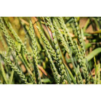Epeautre Vert