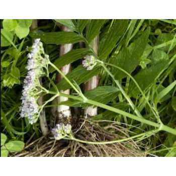 Racine de valériane