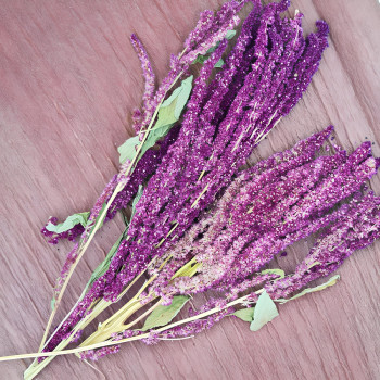 Amarante Rouge Violette