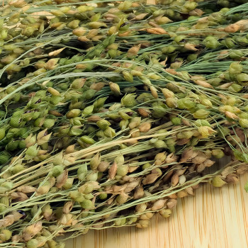 Épis de millet vert