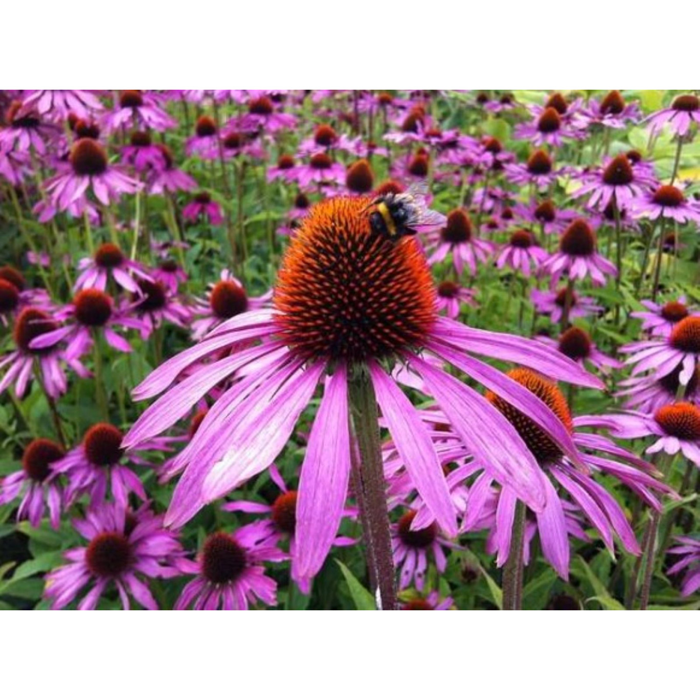 Echinacée