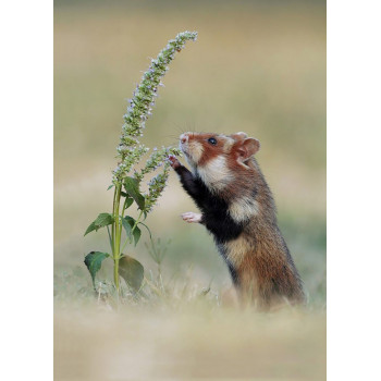 Les trésors de nos campagnes