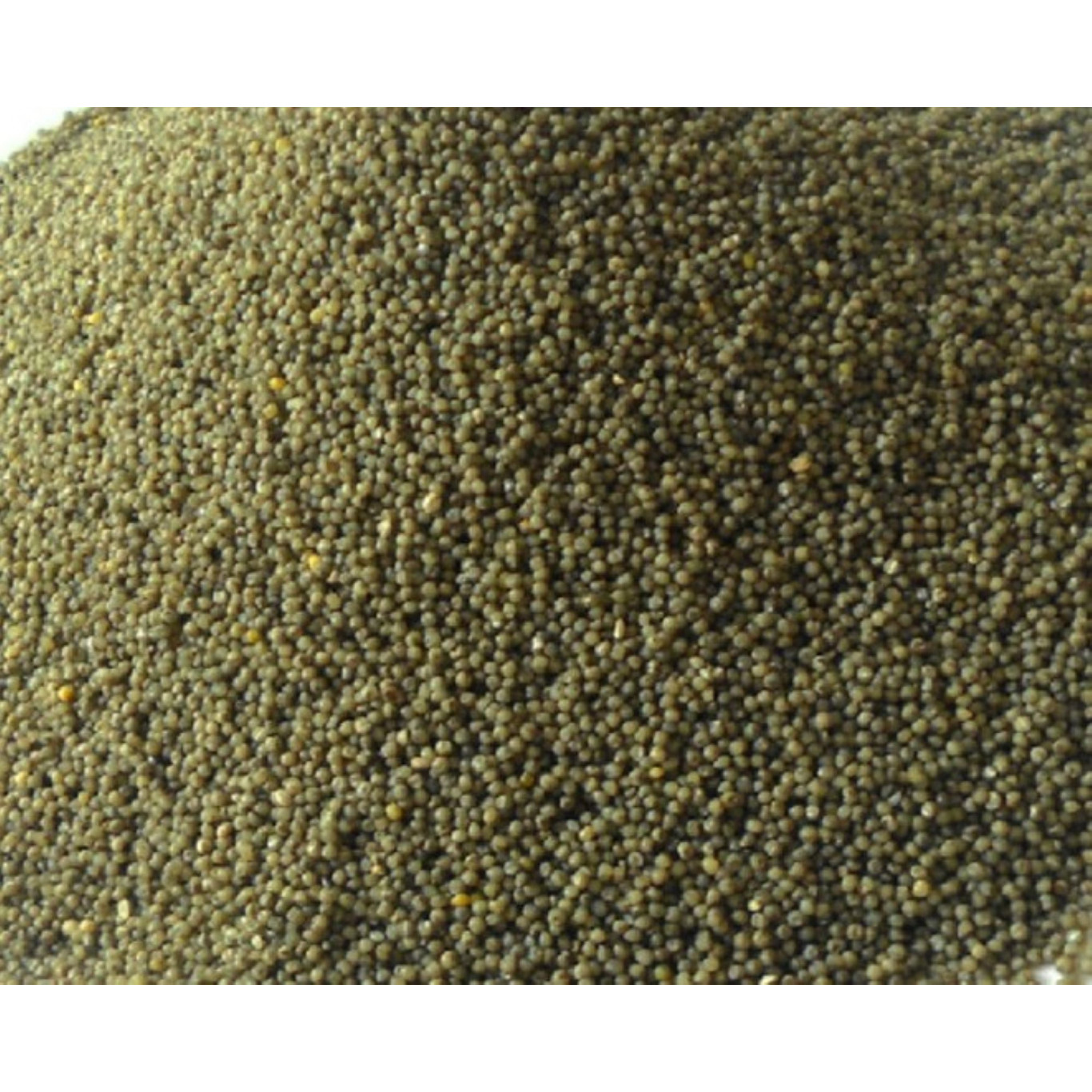 Graines de millet vert