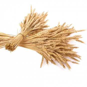 Épis de blé