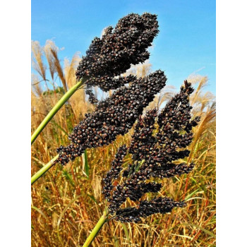 Epis de sorgho noir