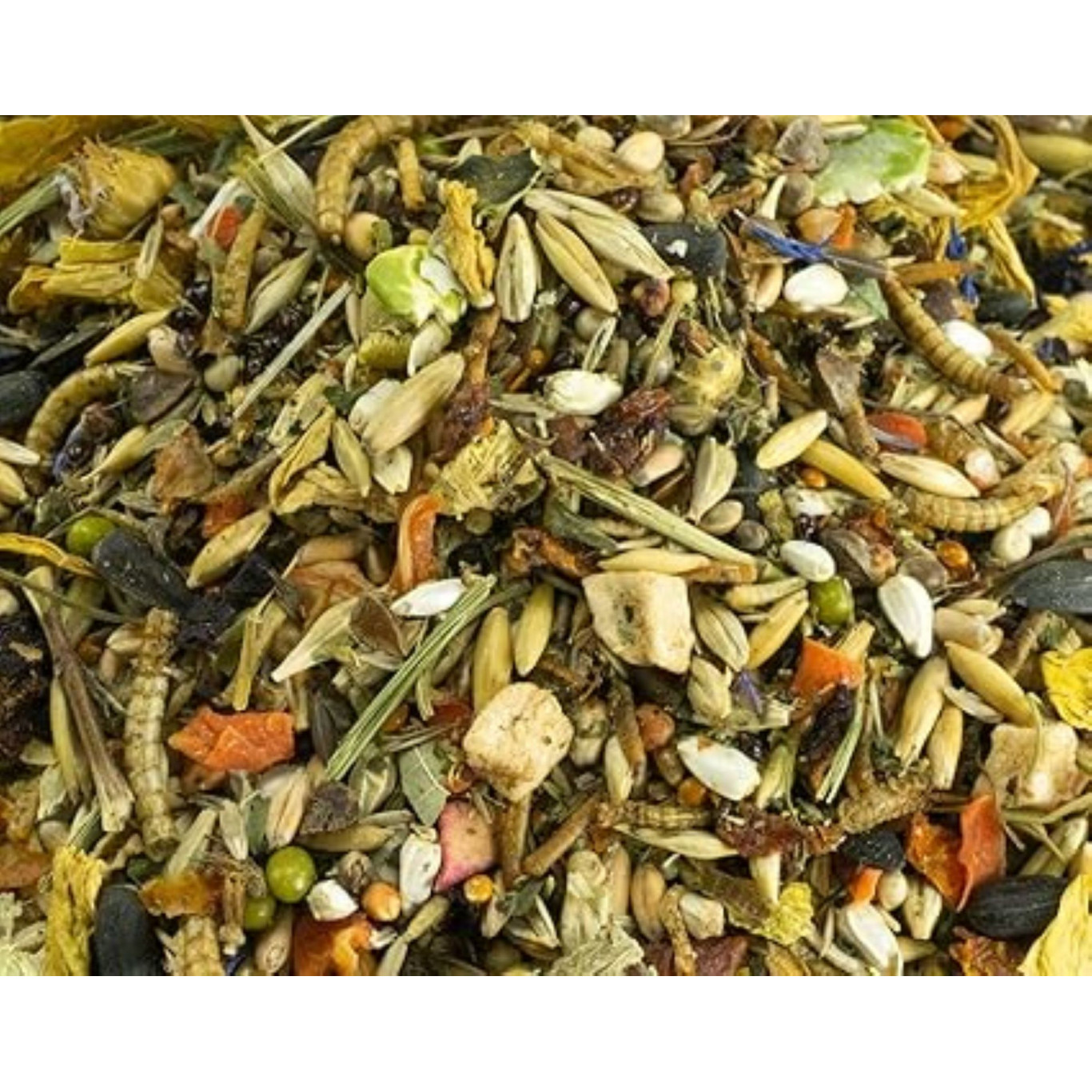 REVE D'HIBERNATION A L'AMIDONNIER SAUVAGE SPECIAL HAMSTER SYRIEN