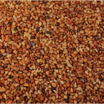 Graines d'églantier