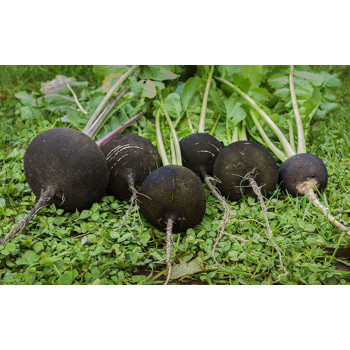 RACINE DE RADIS NOIR