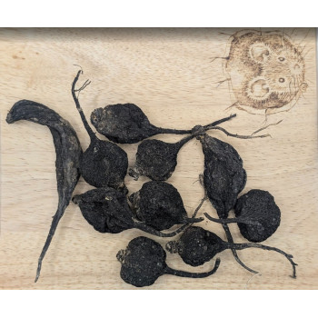 RACINE DE RADIS NOIR