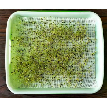 Tapis de germination pour graines à germer