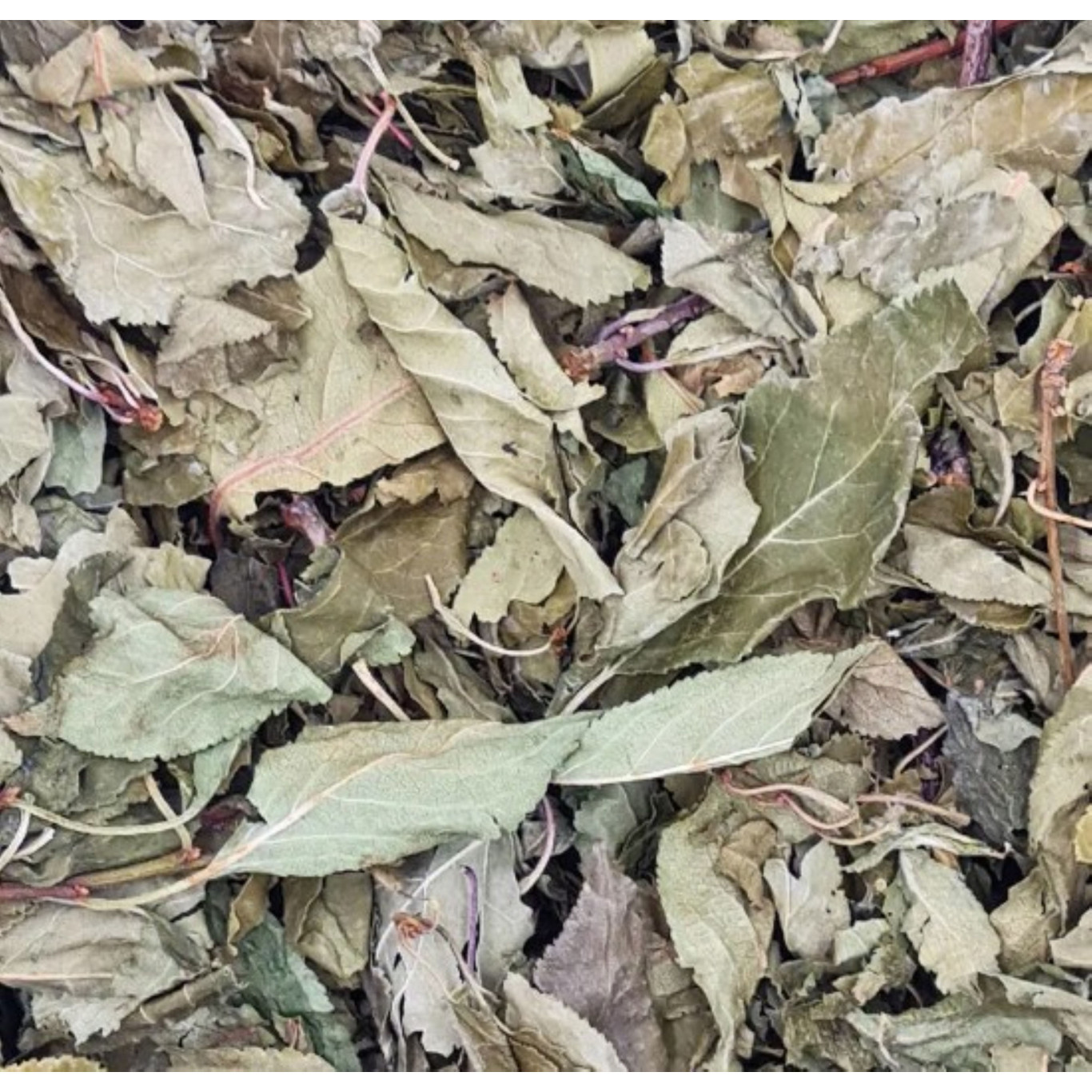 Feuilles de mirabellier