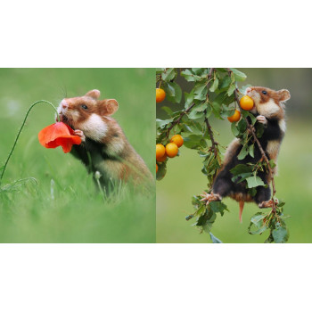 Feuilles de mirabellier