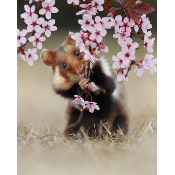 Bâtonnets de cerisier