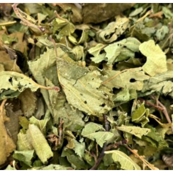 Feuilles de noisetier