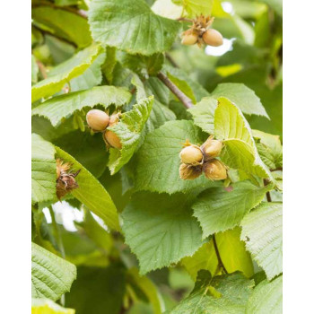 Feuilles de noisetier