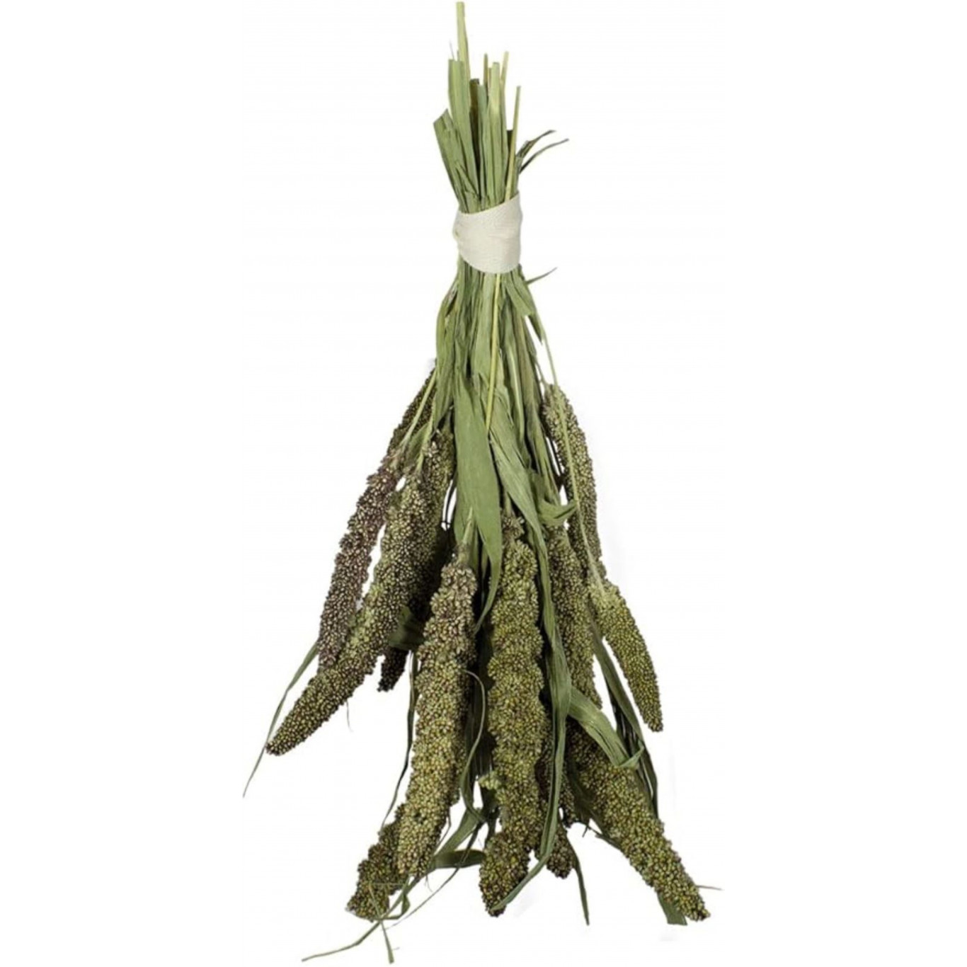 Millet vert du Sénégal