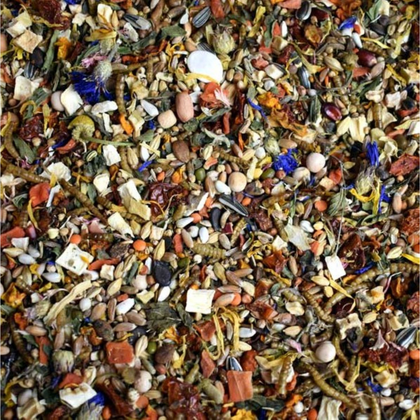 Solstice d'hiver spécial hamster syrien