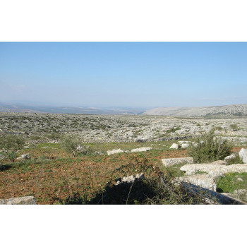 Solstice d'hiver spécial hamster syrien