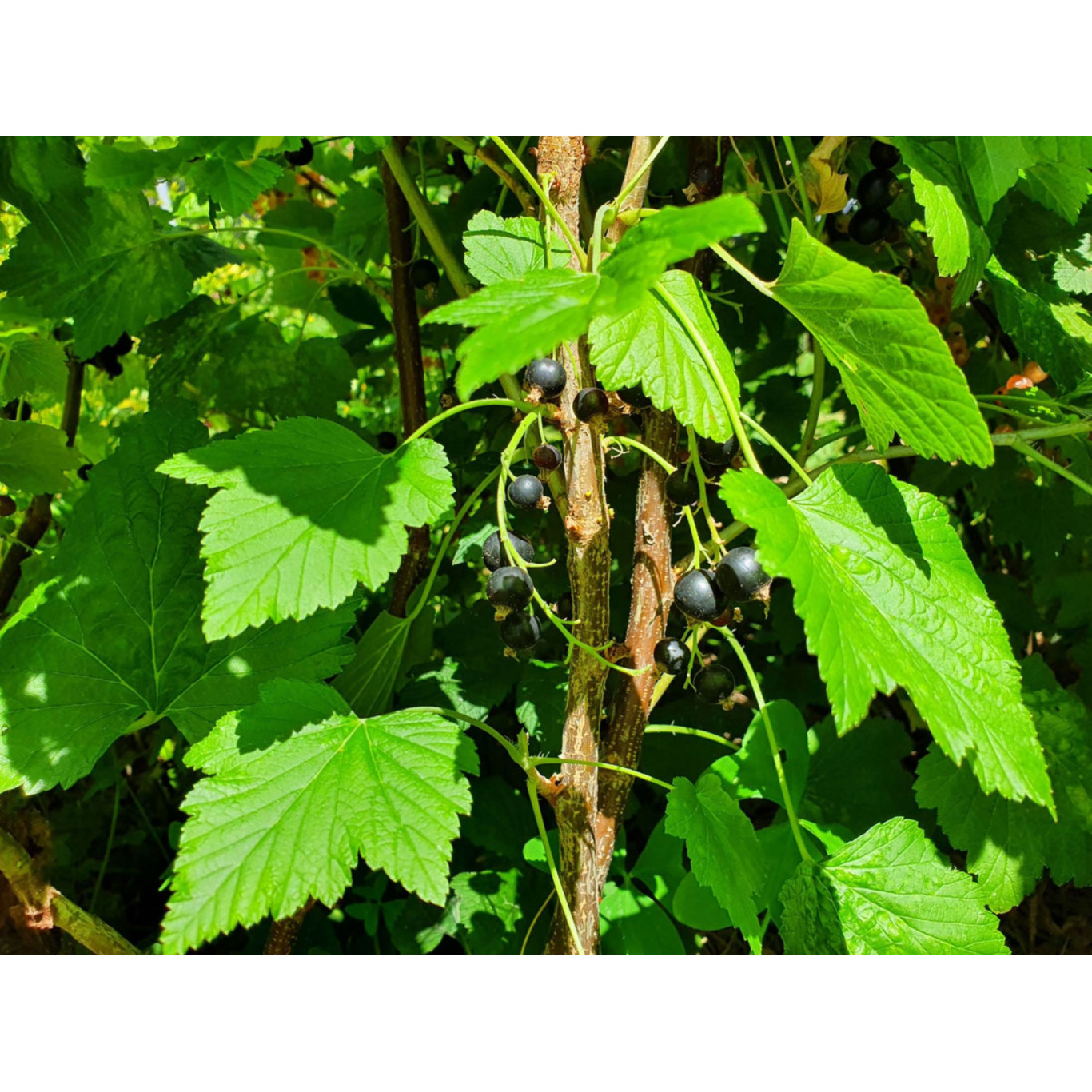 Petites branches de cassis
