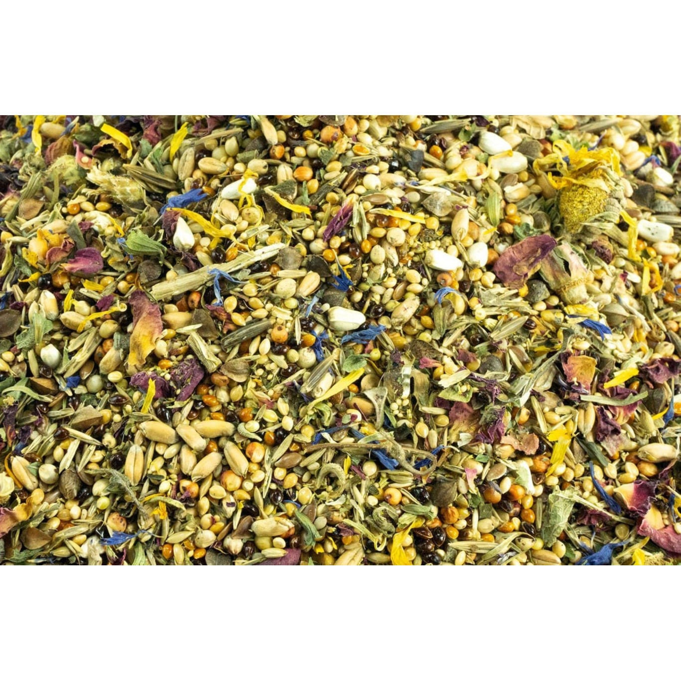 Solstice d'hiver spécial hamster nain