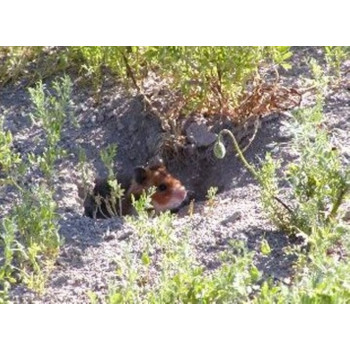 Festin de nos campagnes spécial hamsters syriens