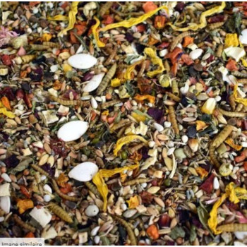 Réconfort d'hiver spécial hamster syrien