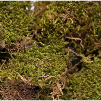 Fibre de mousse Hugo Lifestyle