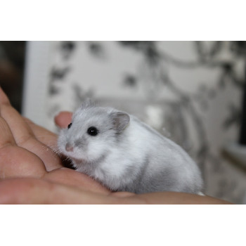 Réconfort d'hiver spécial hamster russe