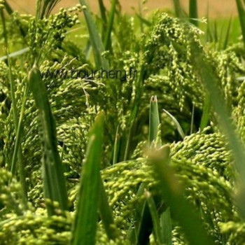 Millet fourrager coupé