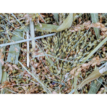 Millet fourrager coupé