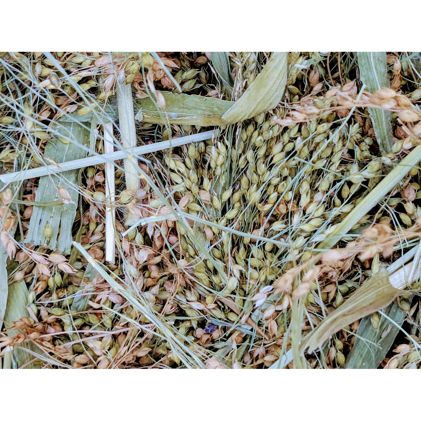 Millet fourrager coupé