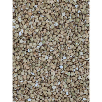 Sarrasin vert oriental