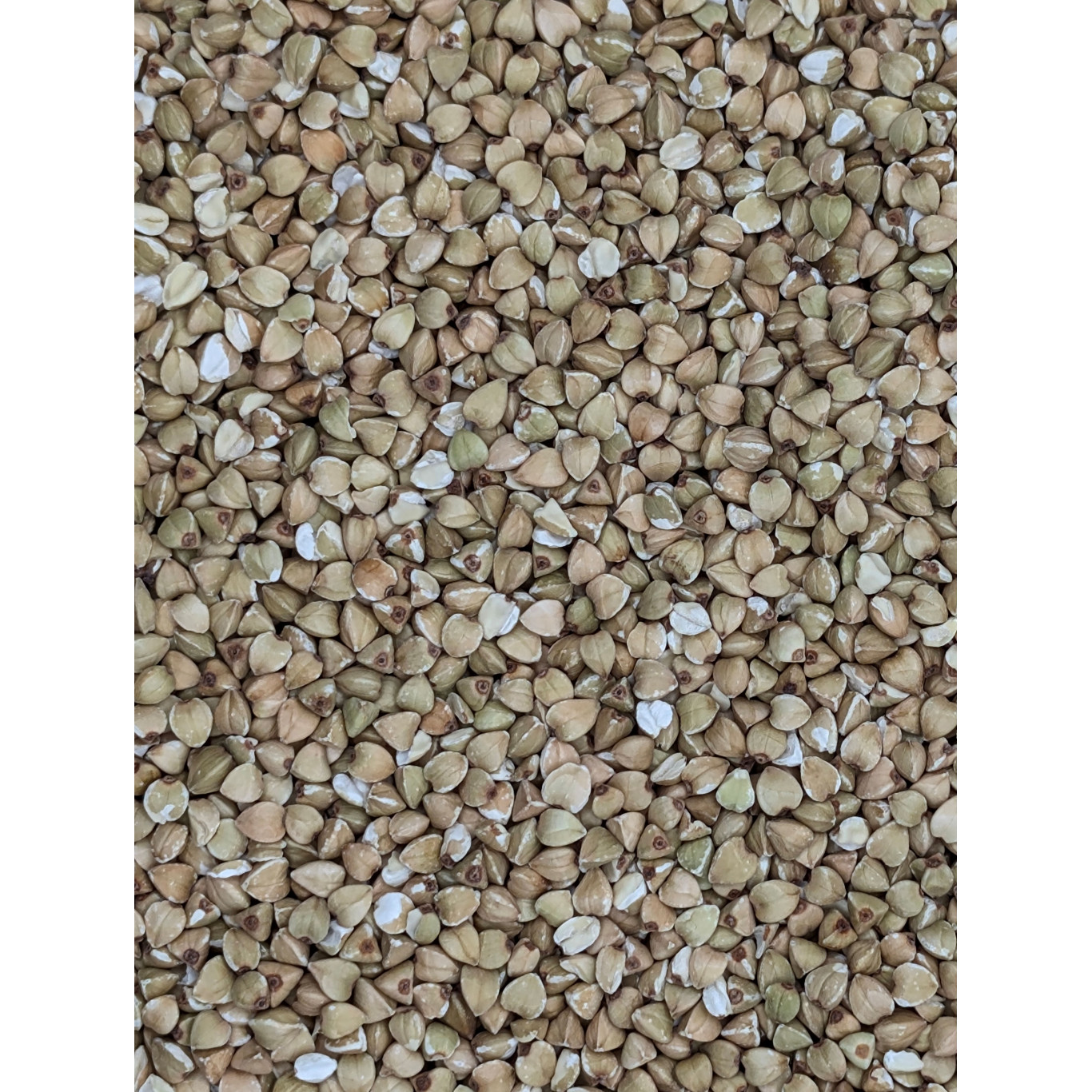 Sarrasin vert oriental