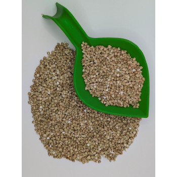 Sarrasin vert oriental