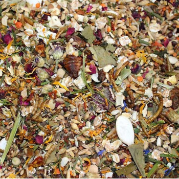 Equinoxe de printemps du désert de Badiya spécial hamster syrien