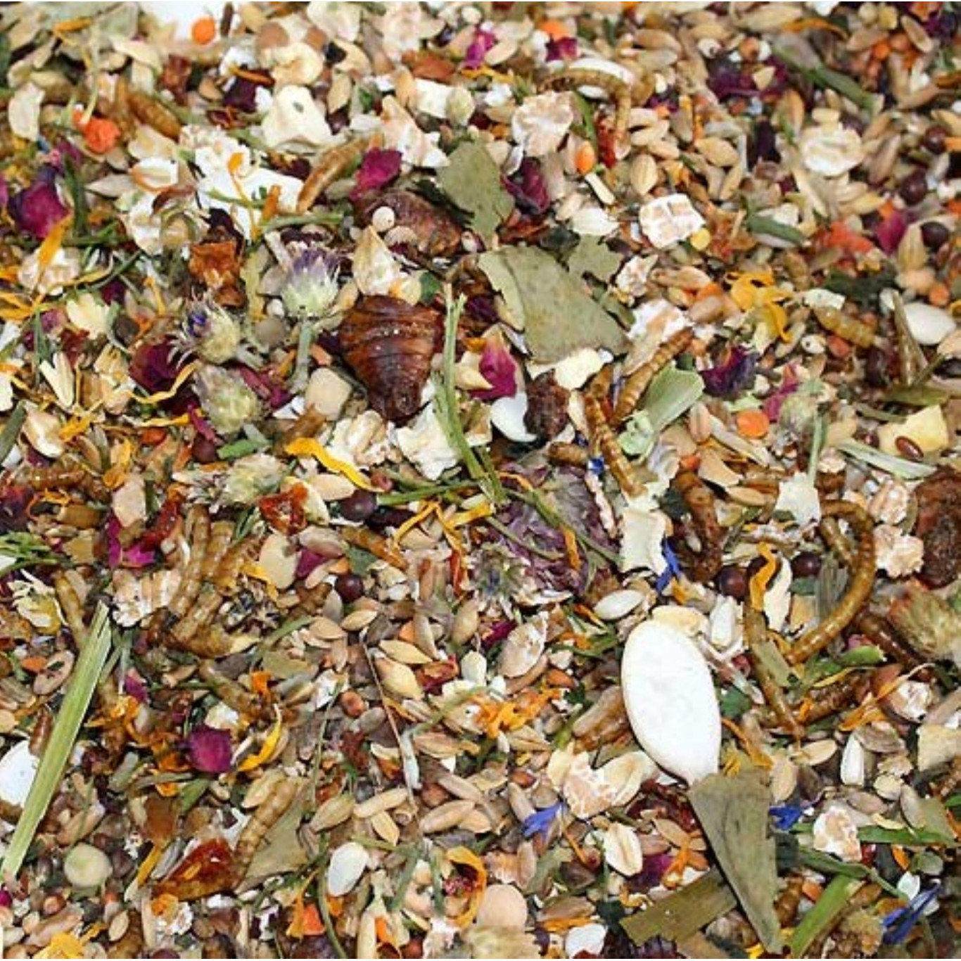 Equinoxe de printemps du désert de Badiya spécial hamster syrien