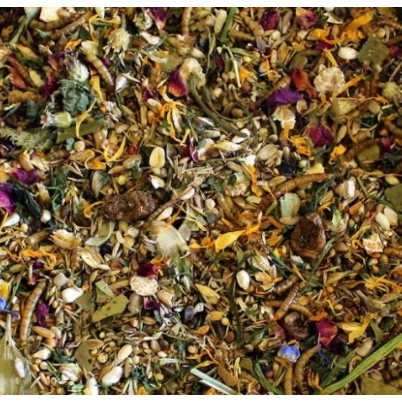 Equinoxe de printemps du pays du soleil levant spécial hamster nain