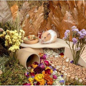 Plate-forme pour hamster