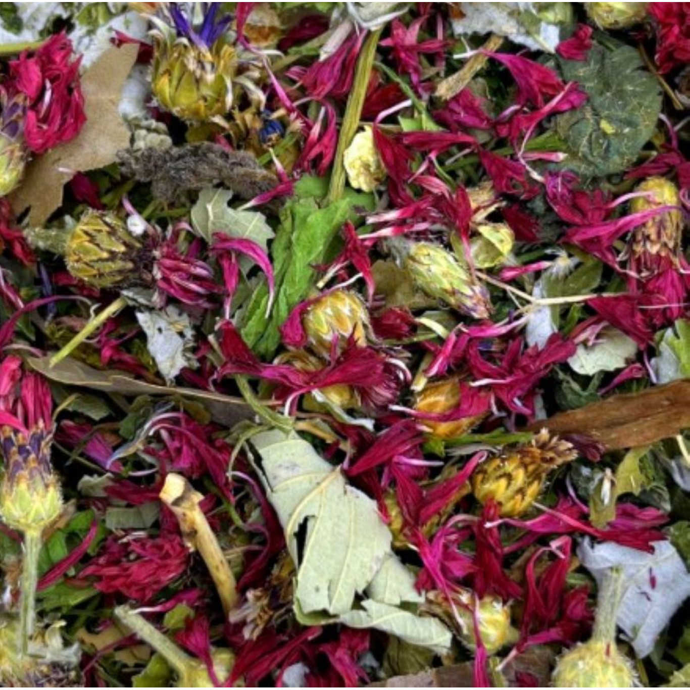 Rêve rose d'été aux feuilles de framboisier