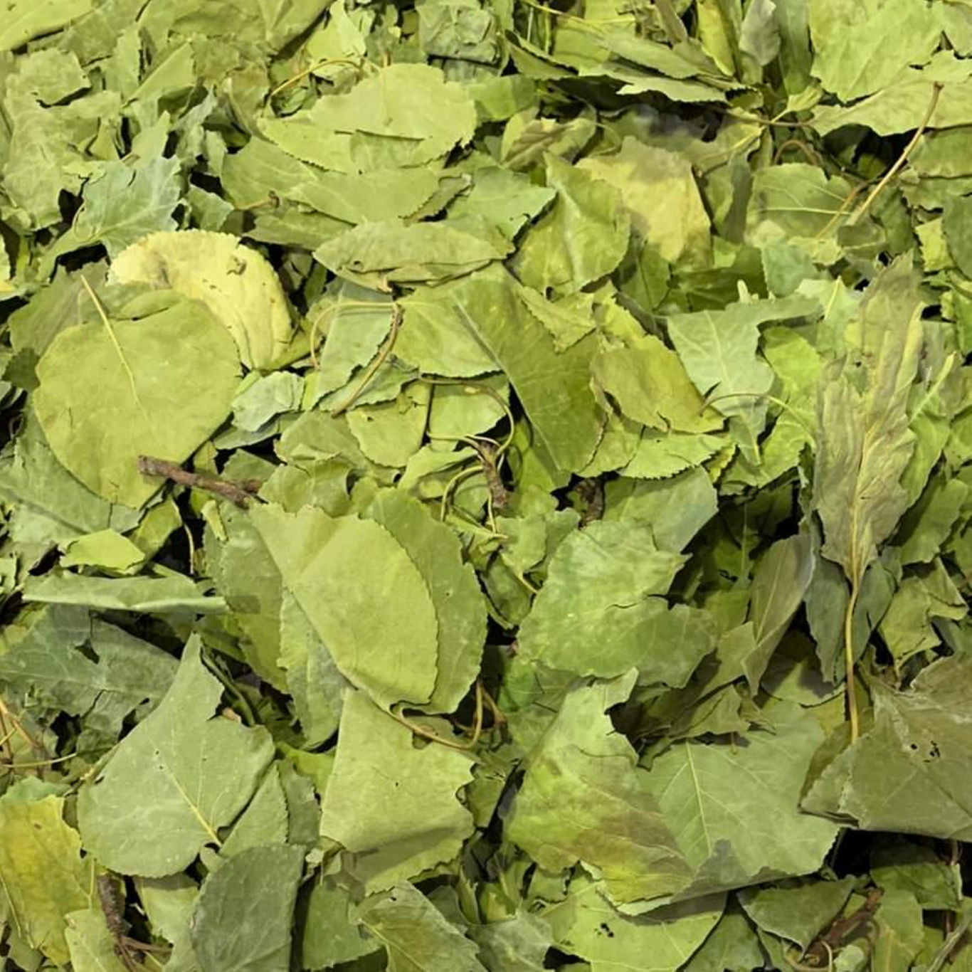 Feuilles d'abricotier