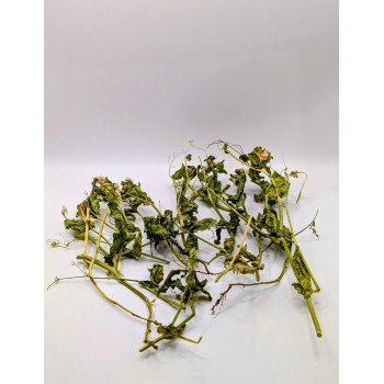 Tiges, feuilles et racines de pois Bio