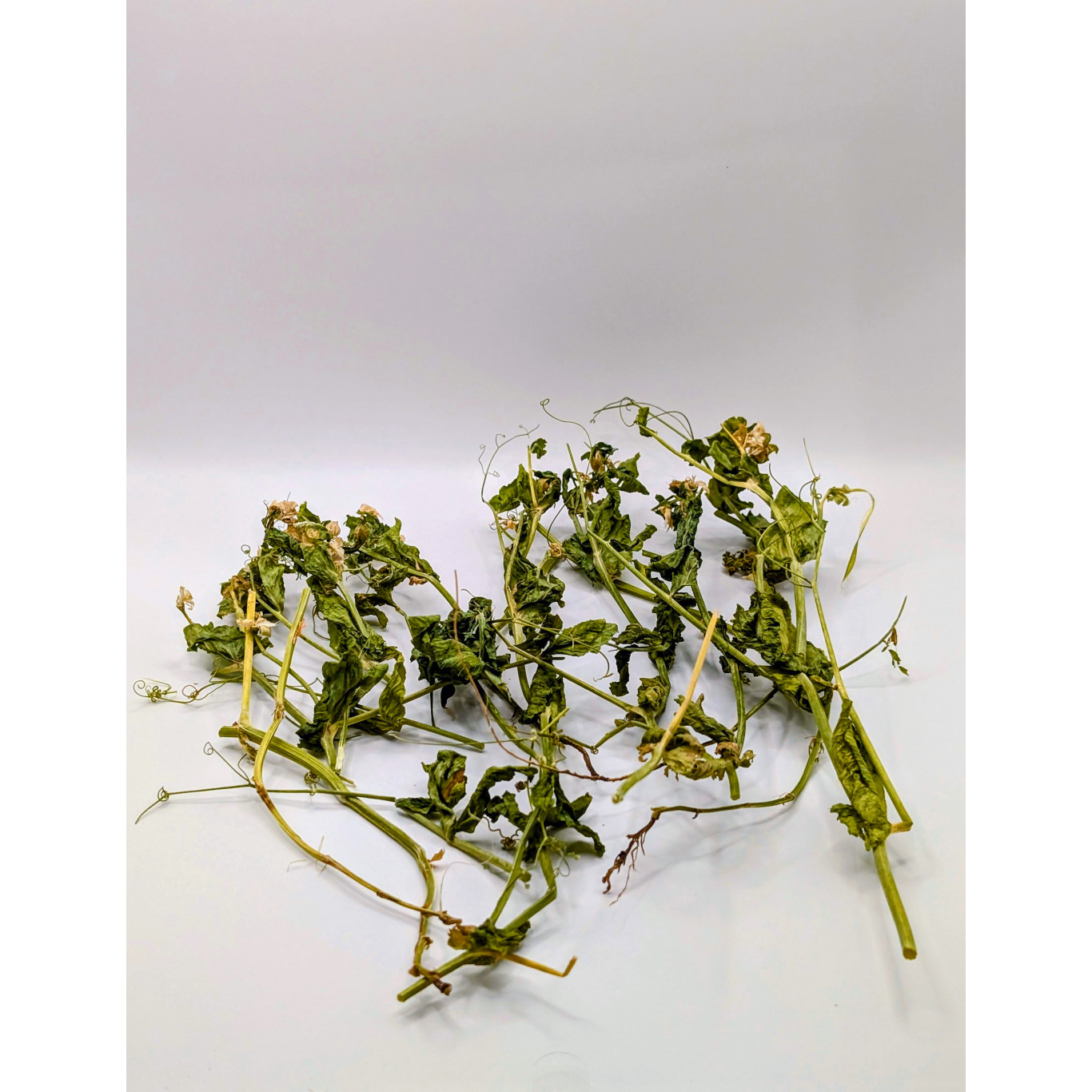 Tiges, feuilles et racines de pois Bio