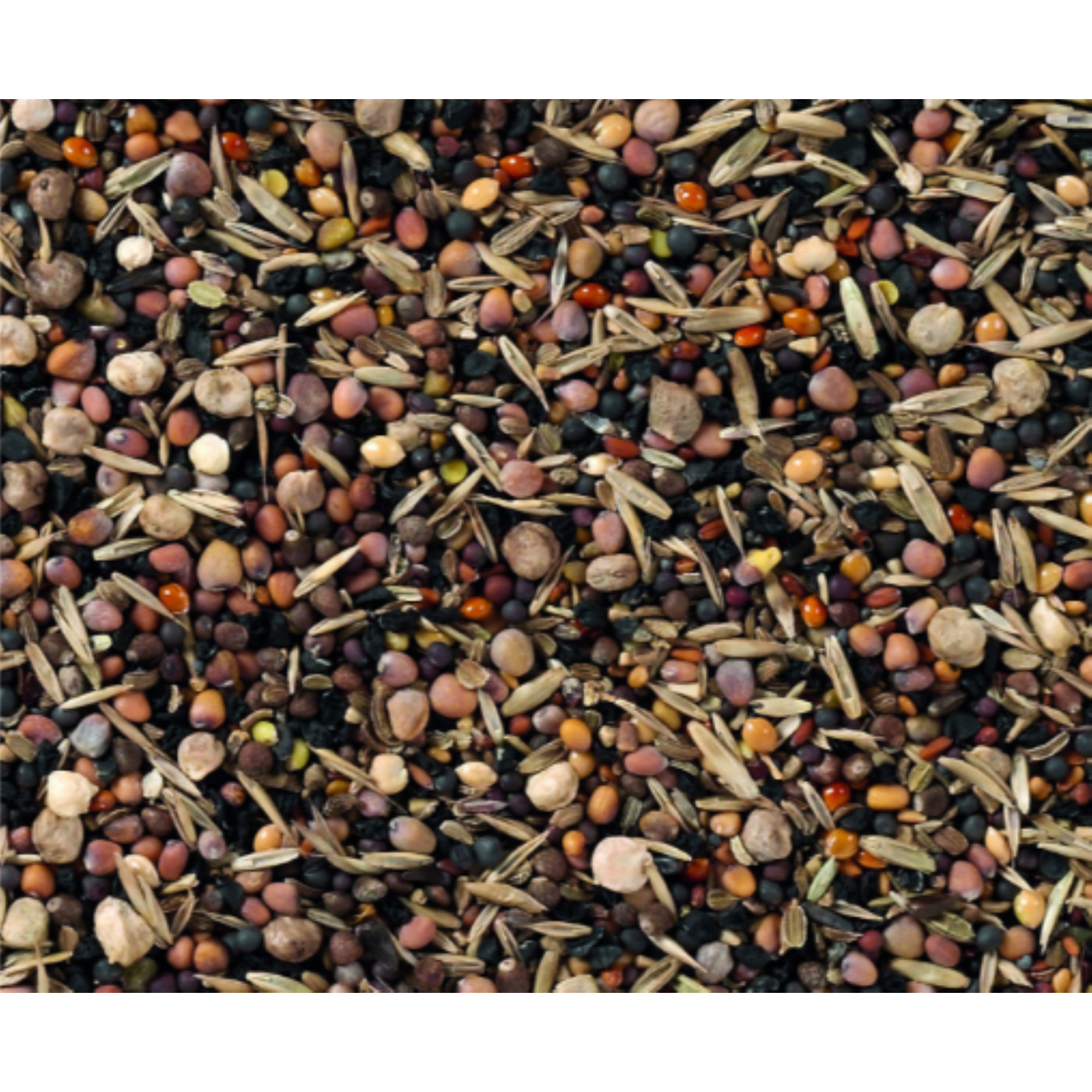 Festin d'automne aux graines de plantin
