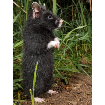 Peluche hamster d'Europe noir