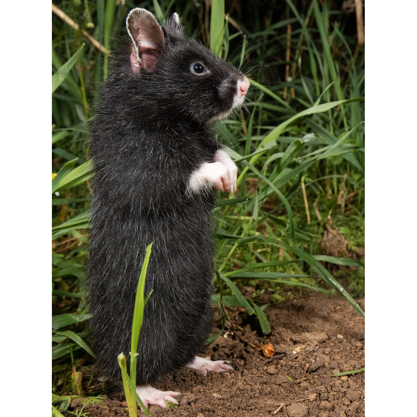 Peluche hamster d'Europe noir