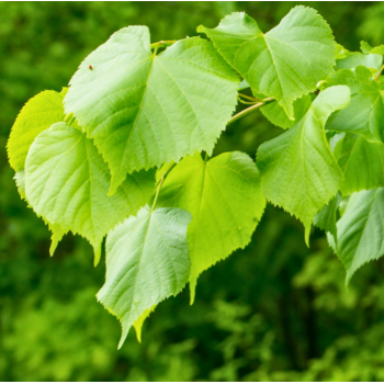 Feuilles  de tilleul