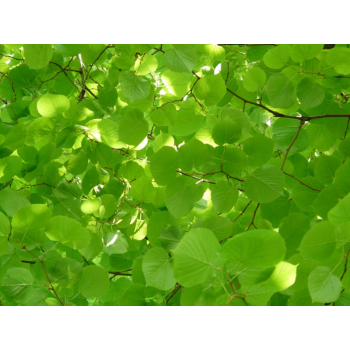 Feuilles  de tilleul