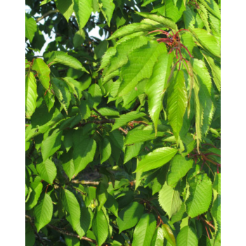 Feuilles de cerisier