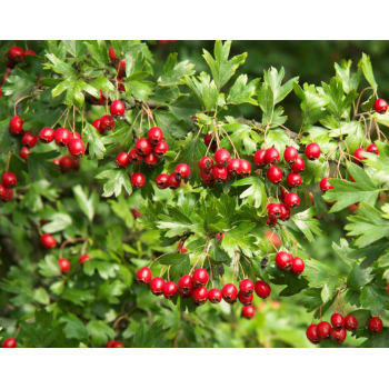 Feuilles d'aubépine