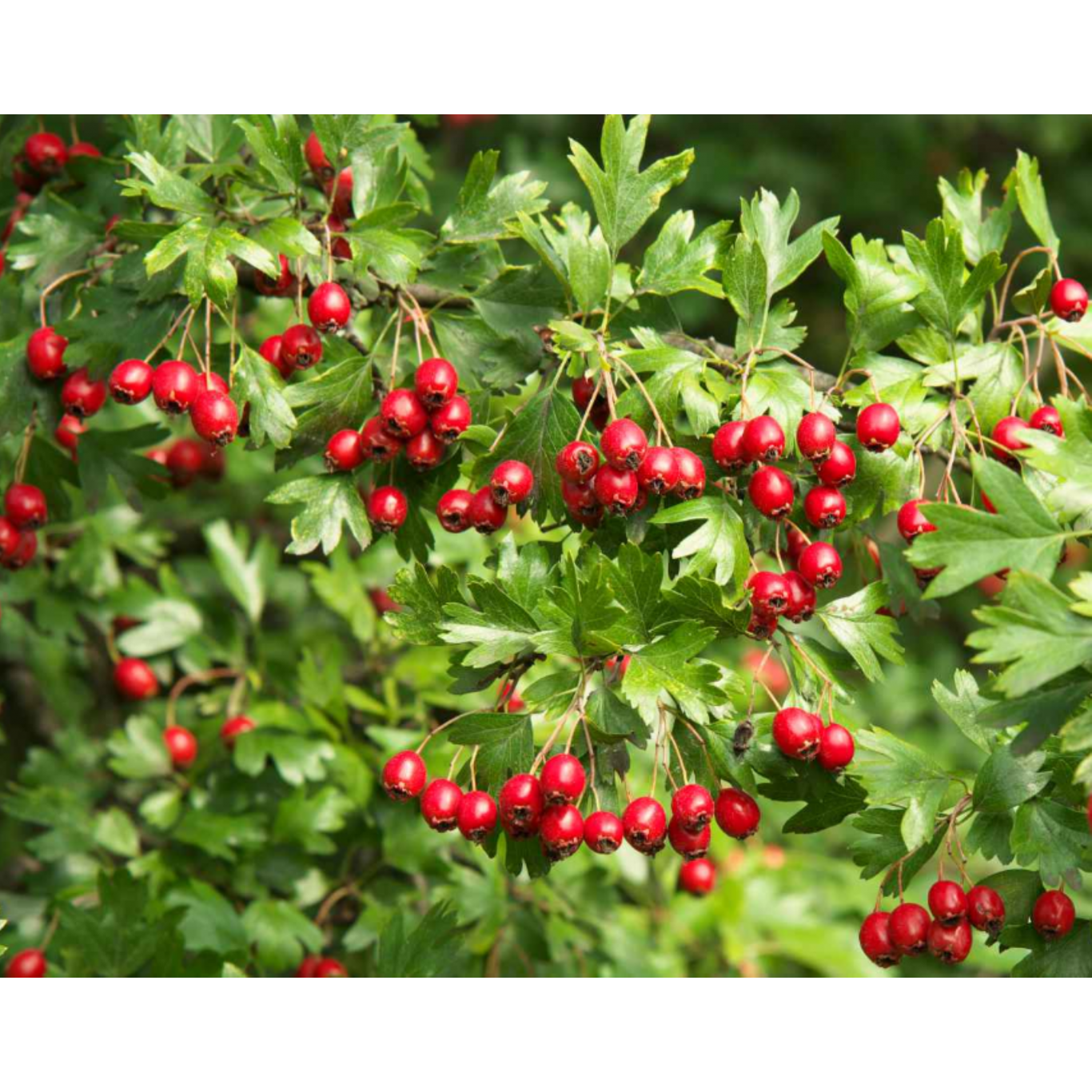 Feuilles d'aubépine